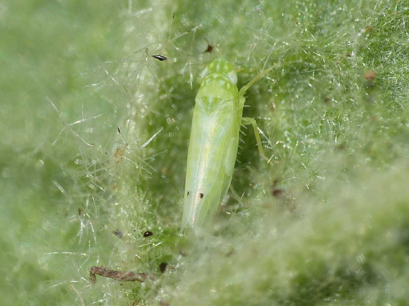 Empoasca sp.? su verbasco No. Micantulina stigmatipennis